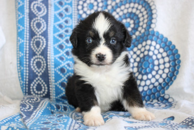 Chiot N°2