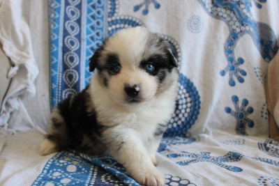 Chiot N°5