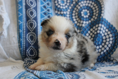 Chiot N°3
