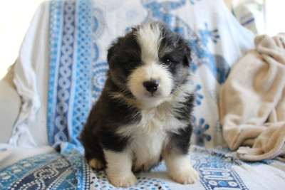 Chiot N°2