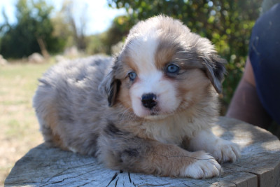 BENJI