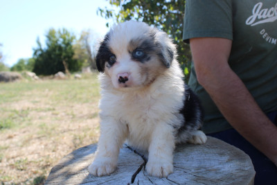 BISCUIT