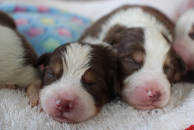 Chiot N°2