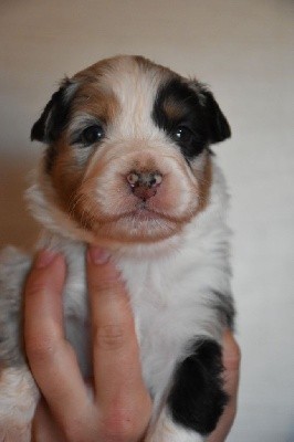 CHIOT