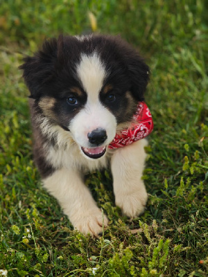 CHIOT 1