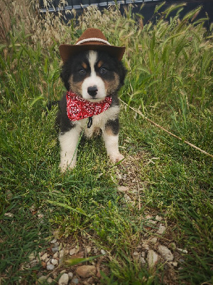 CHIOT 4