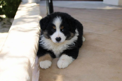 CHIOT 2