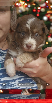 CHIOT 7