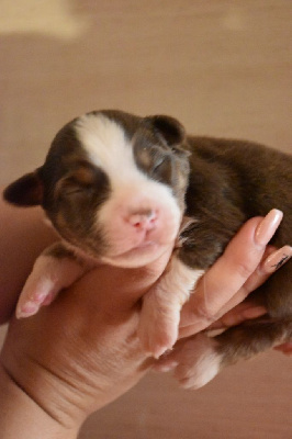 CHIOT 4