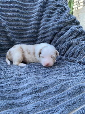 CHIOT 5
