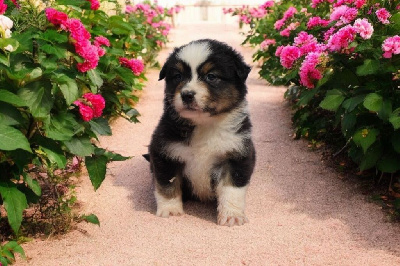 CHIOT 3