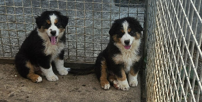 CHIOT 4