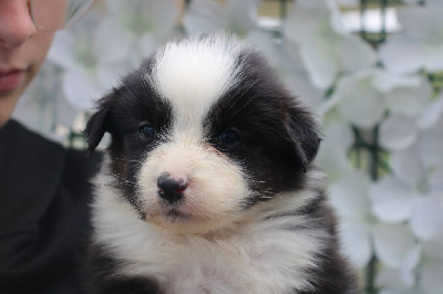 CHIOT 6