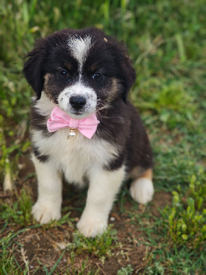 CHIOT 5