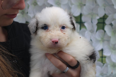 MALE BLEU MERLE 