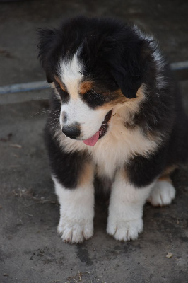 CHIOT 5