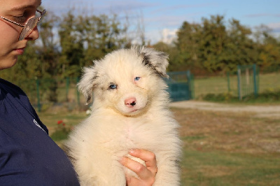 MALE BLEU MERLE