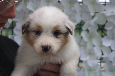 CHIOT 5