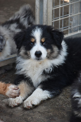 CHIOT 1