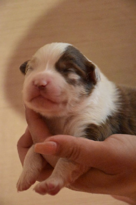 CHIOT 3