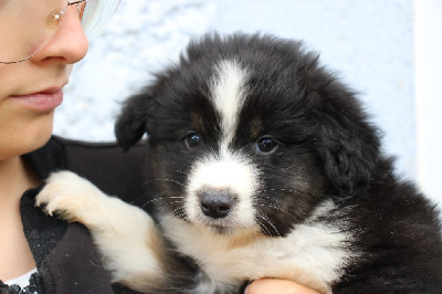 CHIOT 4