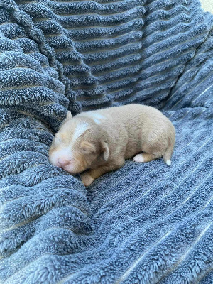 CHIOT 2