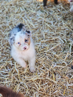 MALE BLEU MERLE 