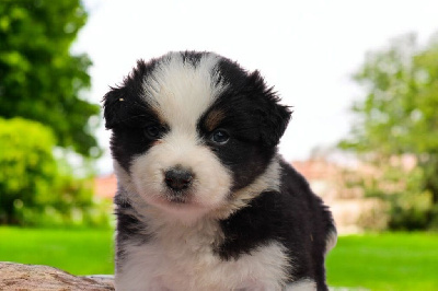 CHIOT 2