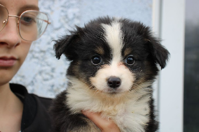 CHIOT 6