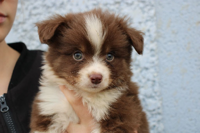 CHIOT 2