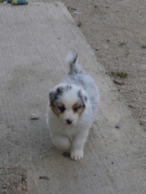 CHIOT