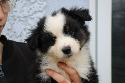 CHIOT 1