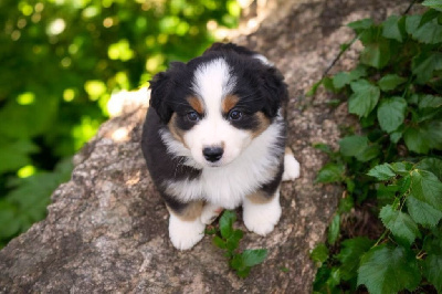CHIOT 3