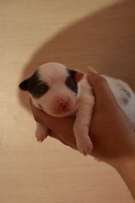 CHIOT 5
