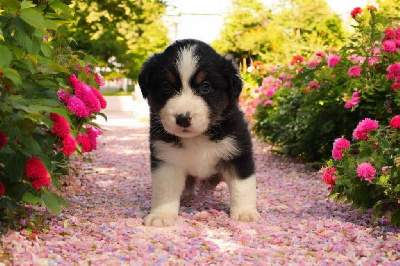 CHIOT 4