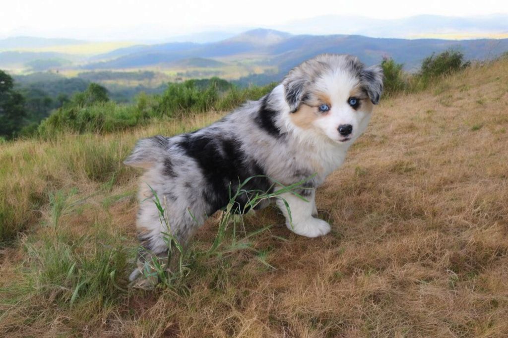 Of Little Blue Stars - Chiots disponibles - Berger Américain Miniature 