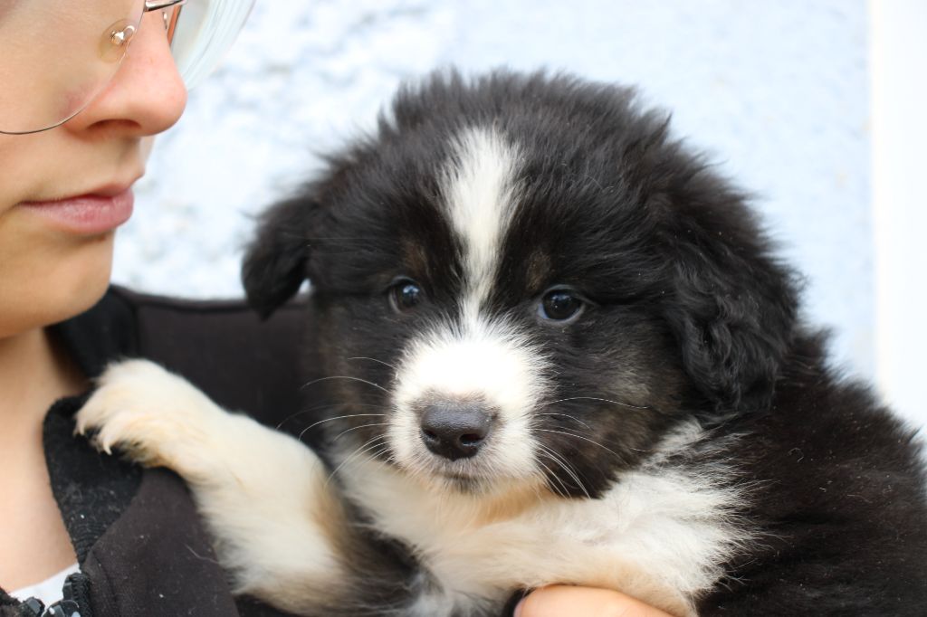 Of Little Blue Stars - Chiots disponibles - Berger Américain Miniature 