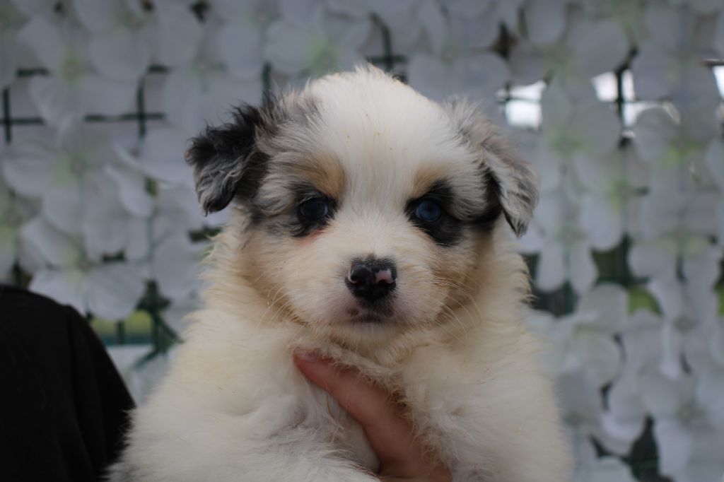 Of Little Blue Stars - Chiots disponibles - Berger Australien