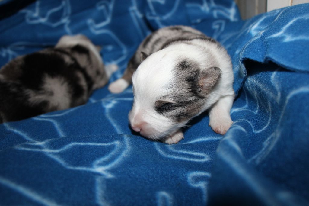 Of Little Blue Stars - Chiots disponibles - Berger Américain Miniature 