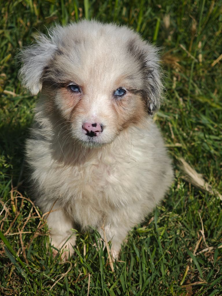 Of Little Blue Stars - Chiots disponibles - Berger Américain Miniature 