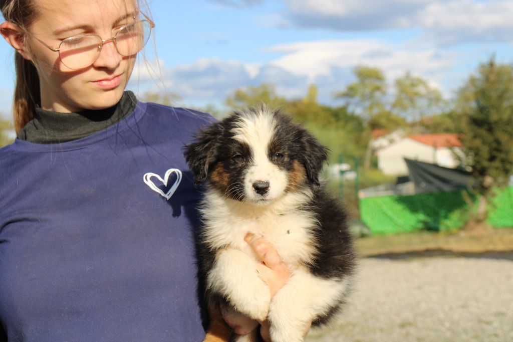Of Little Blue Stars - Chiots disponibles - Berger Australien