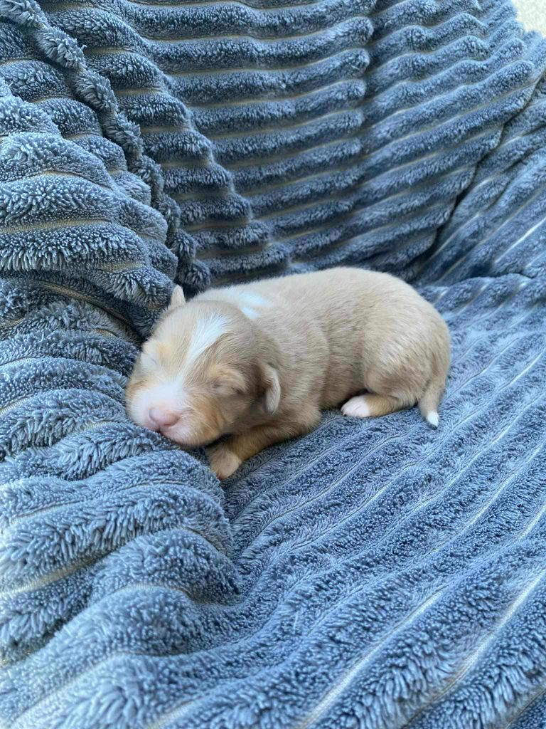 Of Little Blue Stars - Chiots disponibles - Berger Américain Miniature 