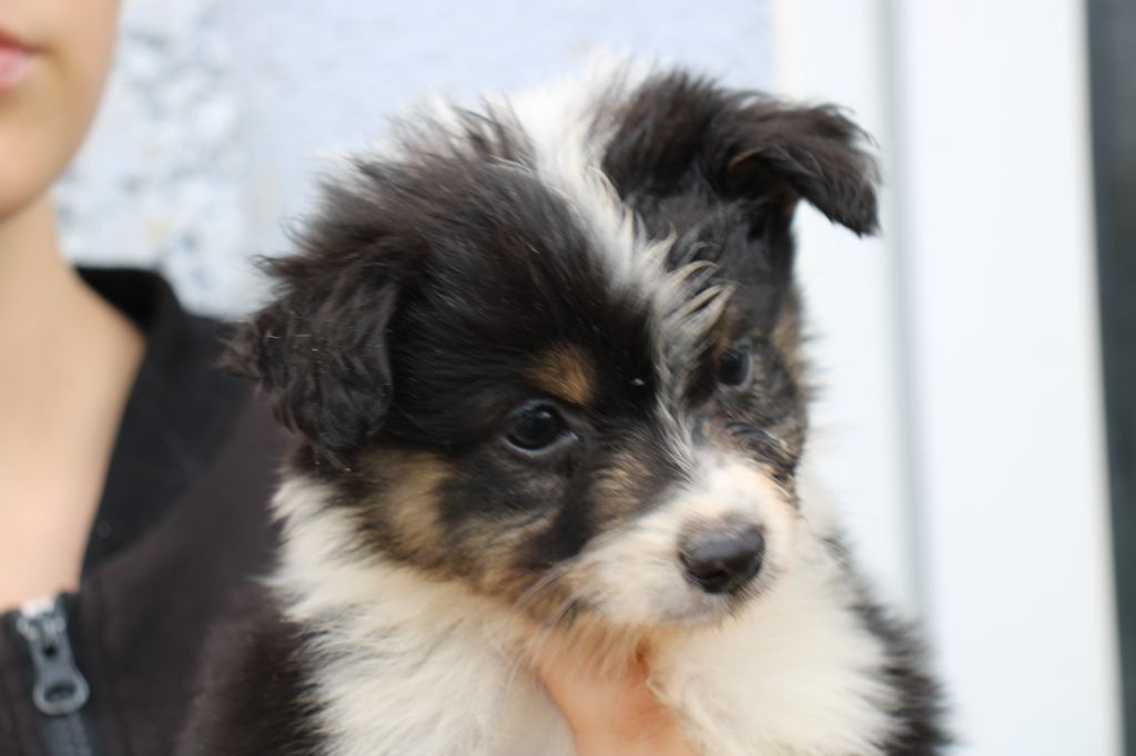 Of Little Blue Stars - Chiots disponibles - Berger Américain Miniature 