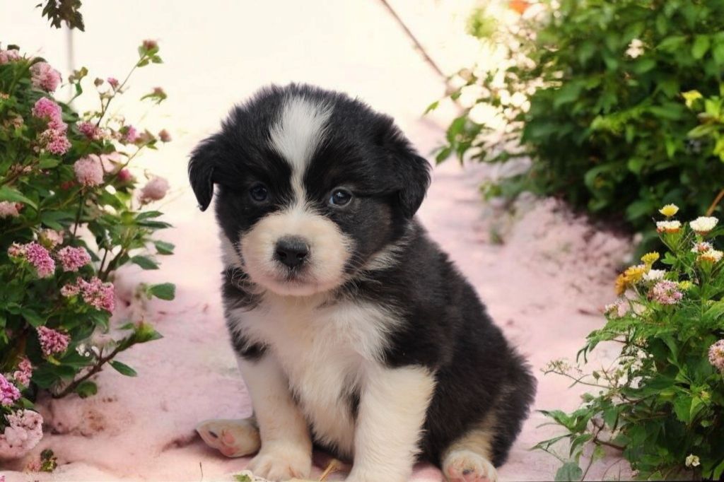 Of Little Blue Stars - Chiots disponibles - Berger Américain Miniature 