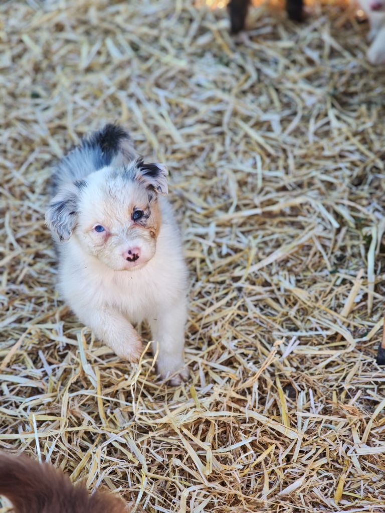 Of Little Blue Stars - Chiots disponibles - Berger Australien