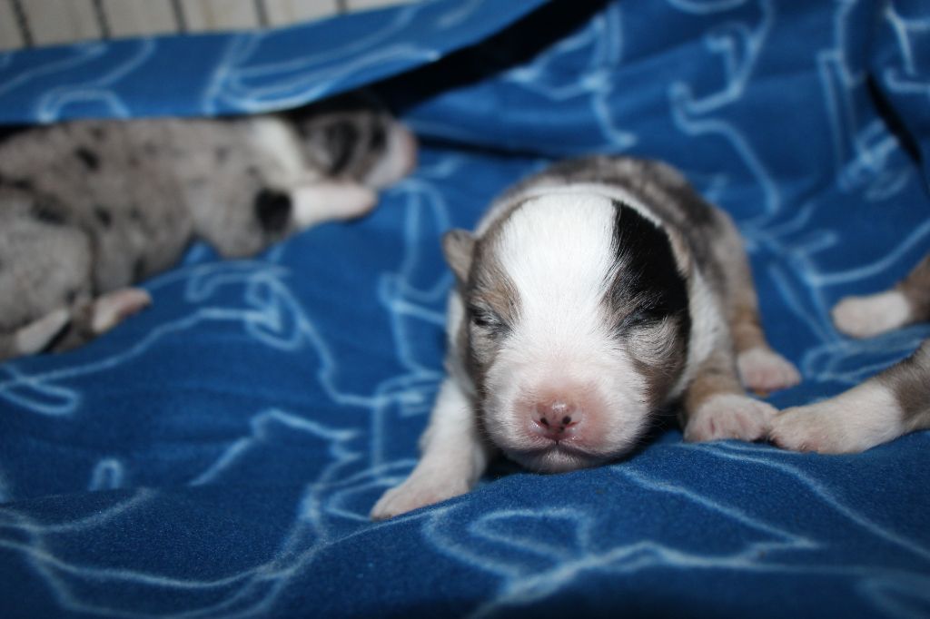 Of Little Blue Stars - Chiots disponibles - Berger Américain Miniature 