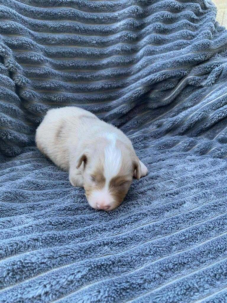 Of Little Blue Stars - Chiots disponibles - Berger Américain Miniature 