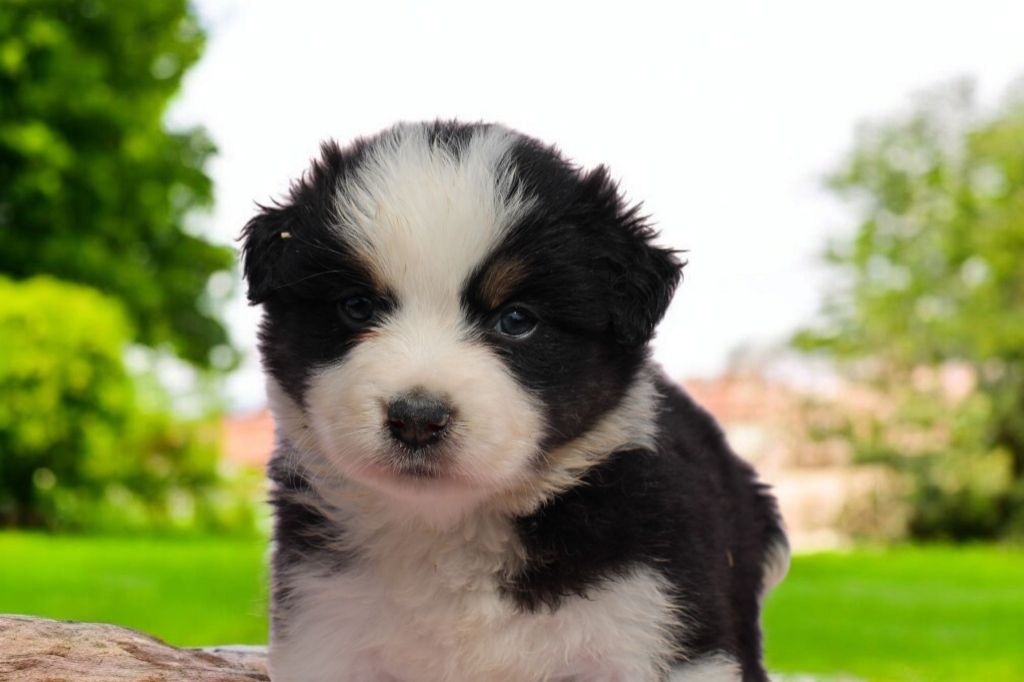 Of Little Blue Stars - Chiots disponibles - Berger Américain Miniature 