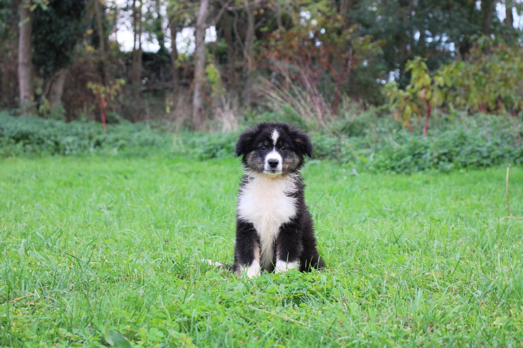 Of Little Blue Stars - Chiots disponibles - Berger Américain Miniature 