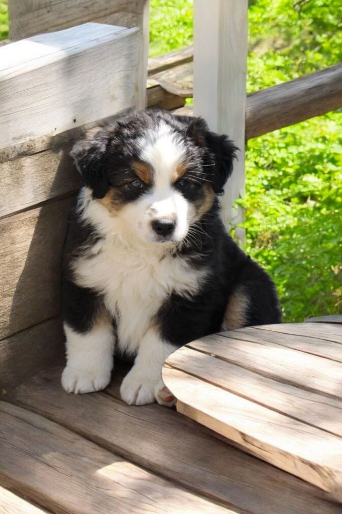 Of Little Blue Stars - Chiots disponibles - Berger Américain Miniature 
